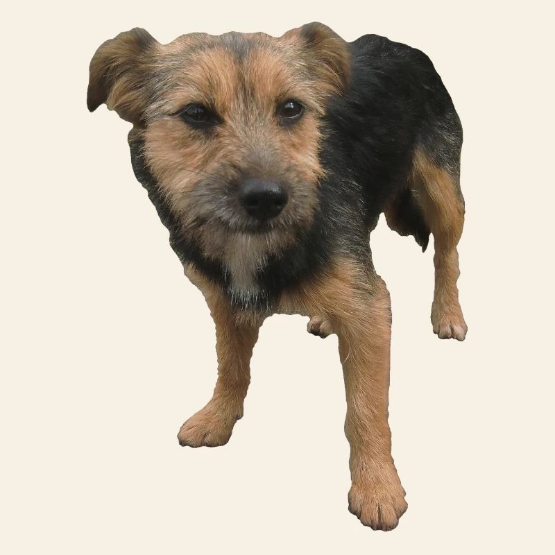 Chien