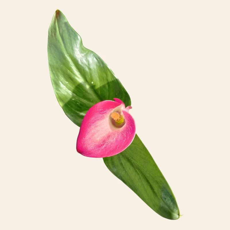 Pink Calla Blüte