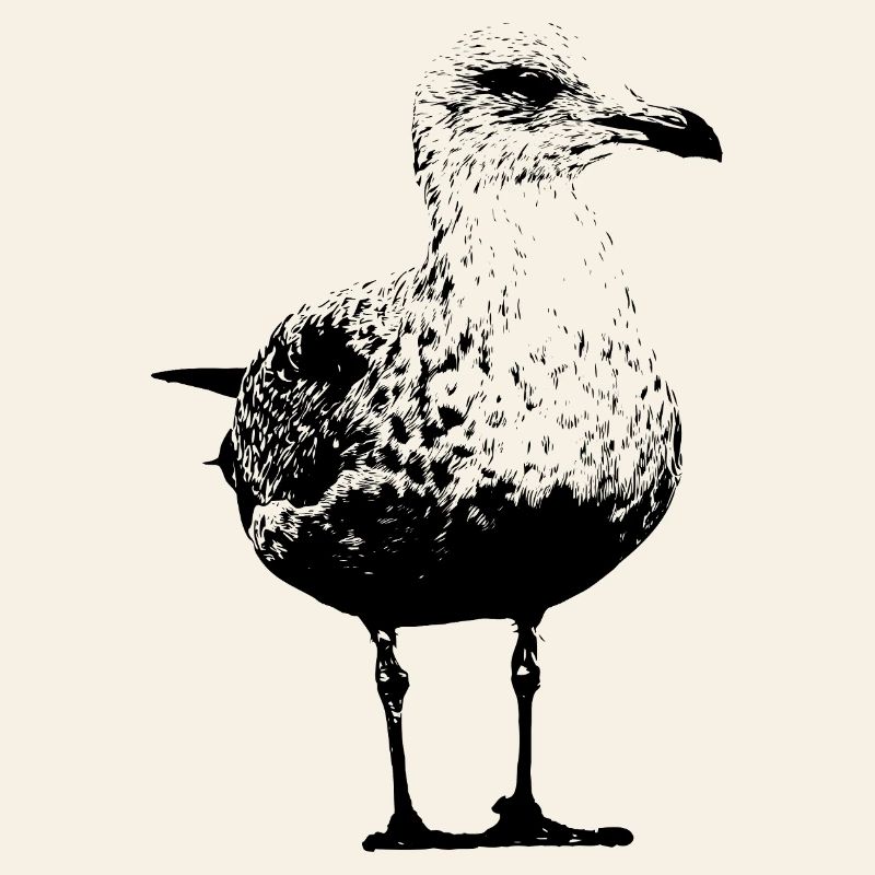 Gull