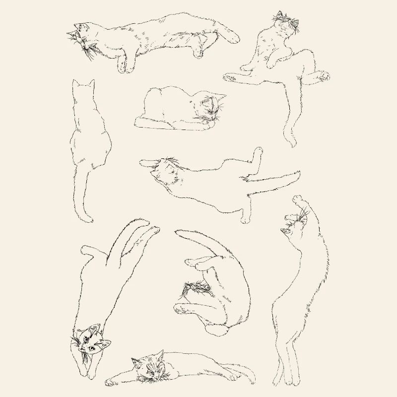 Anatomie du chat