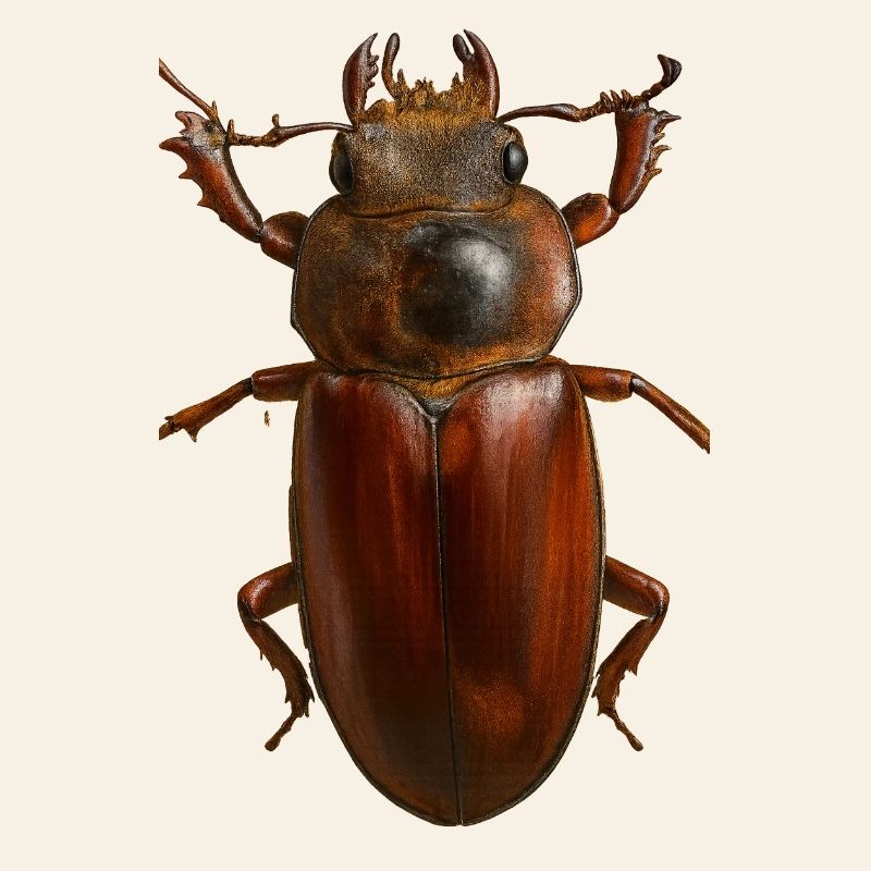 Bronze Bug Crest