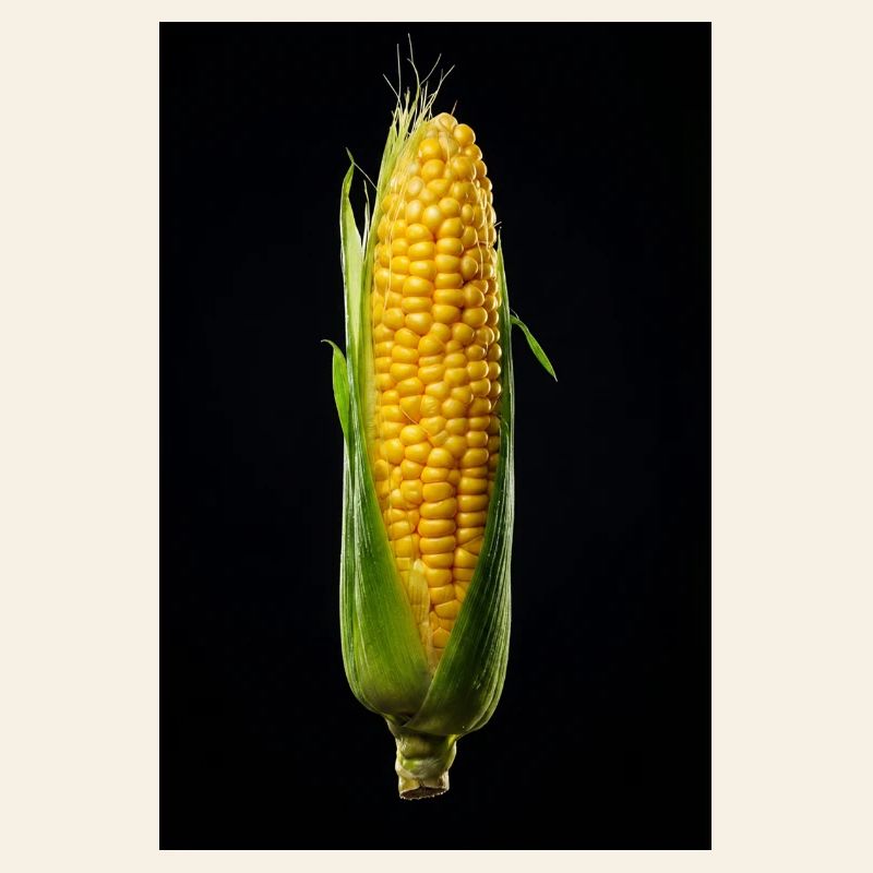 Golden Kernel Harvest