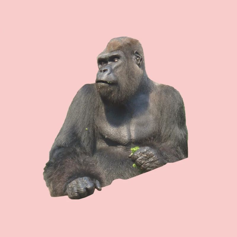 Gorilla