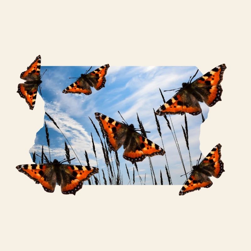 SCHMETTERLING