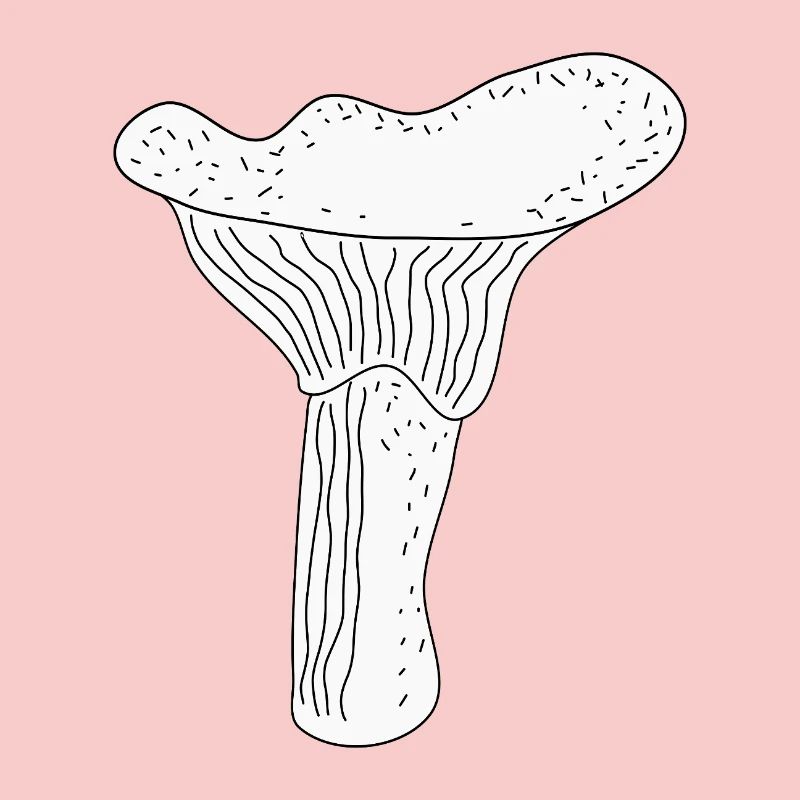 Girolles Champignons
