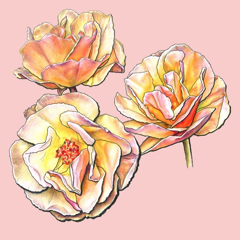 Trois fleurs de rose jaune rose dessin au crayon de couleur