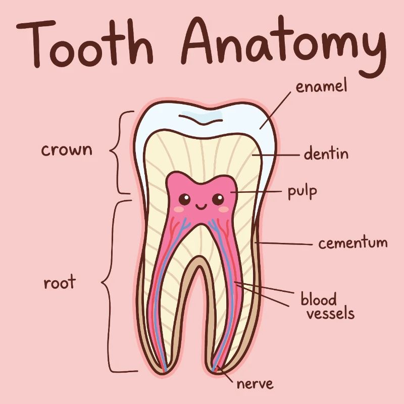 Tooth Anatomy Dental Assistant Dentist