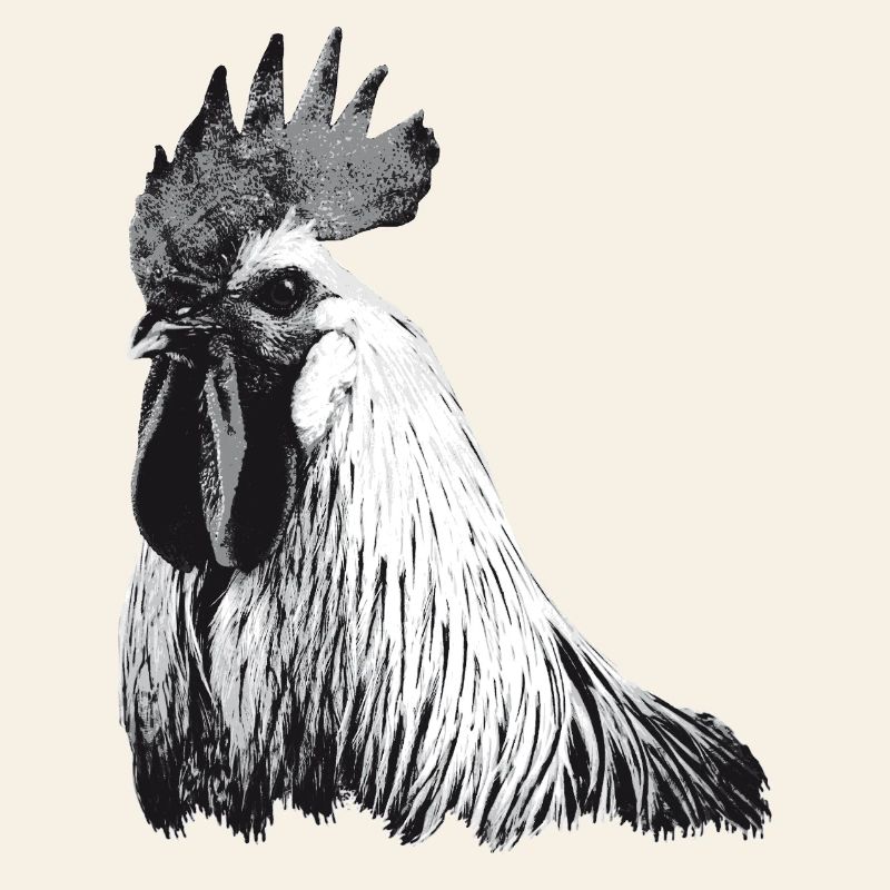 Fans de poulet - Coq - Coq - Poulet fleur - Bio