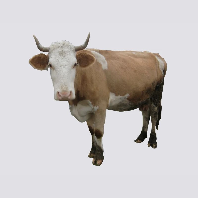 Vache