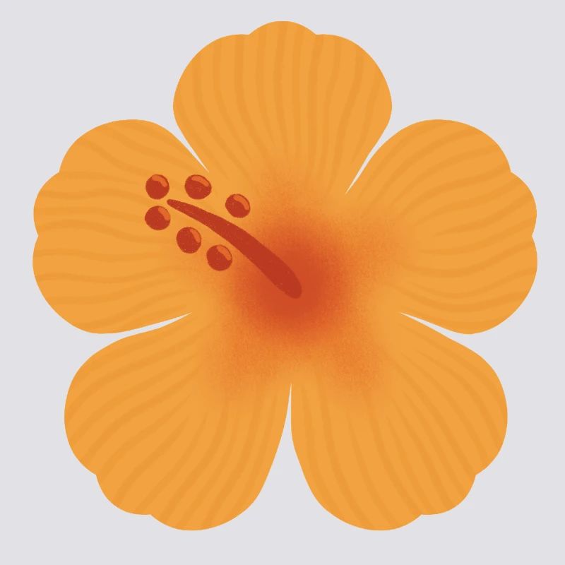 Floraison d’hibiscus orange