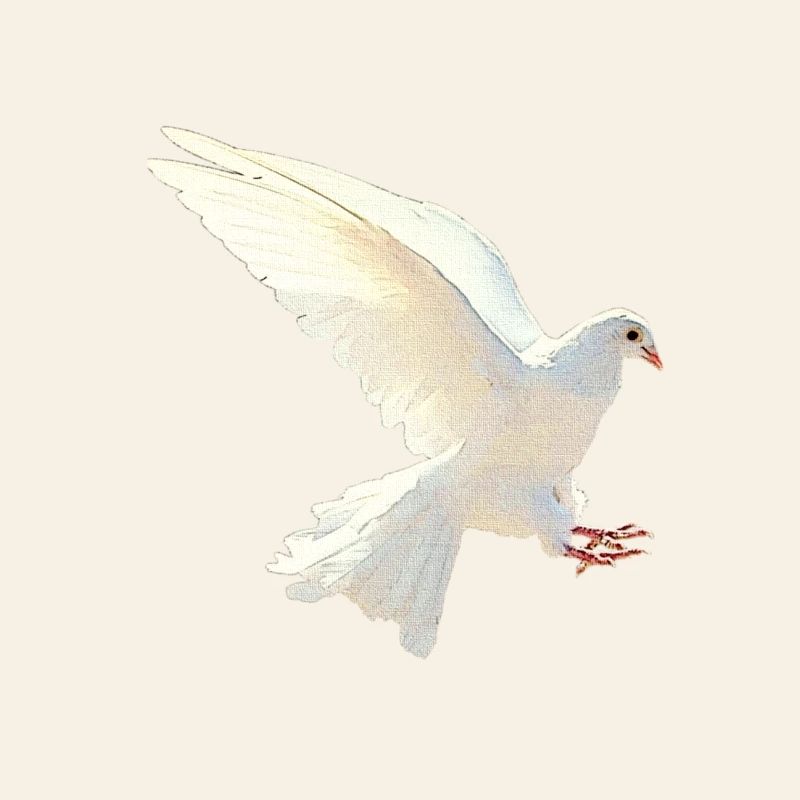 Brieftaube seitlich, tolle Vogelmotive