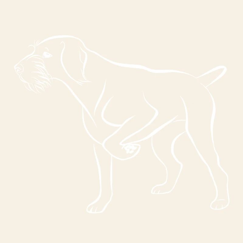 Dt wirehaired white above