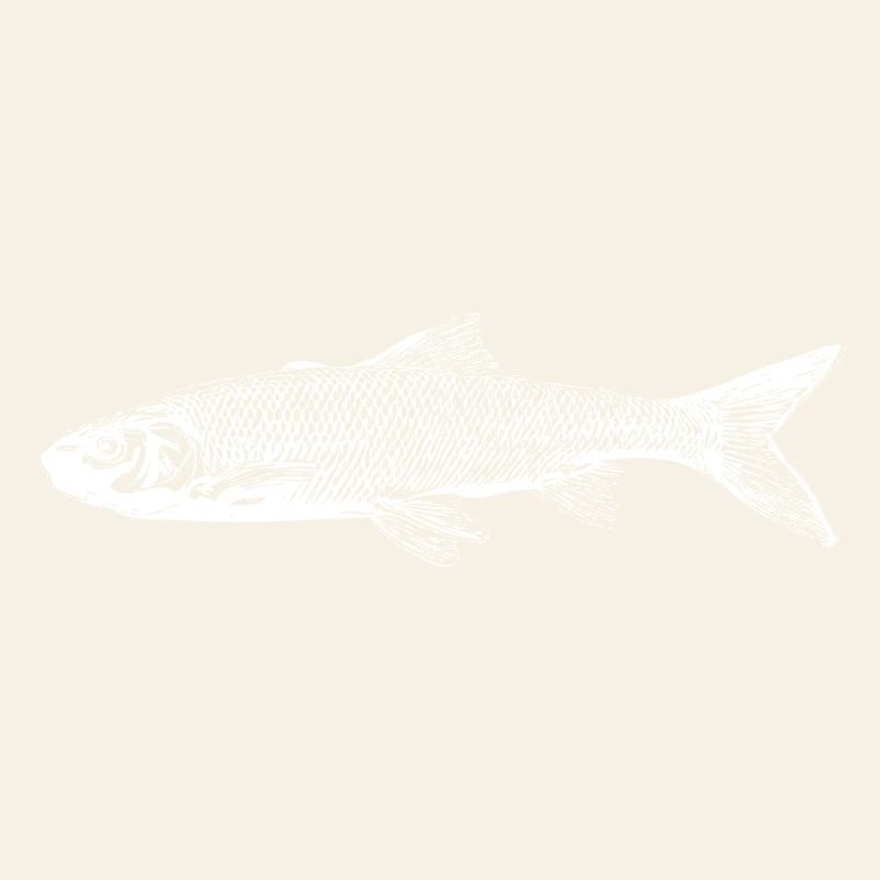 Poisson truite