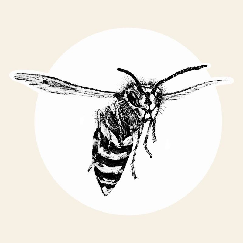 Wasp - Bee - Insect