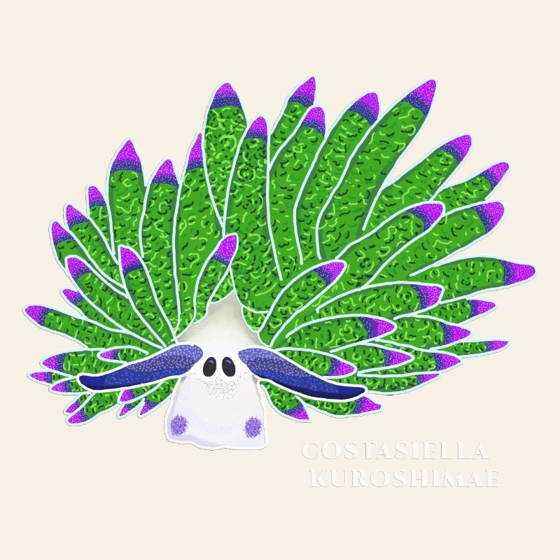 Leaf Sheep Snail, Drawing