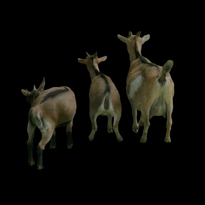 Farm Goats