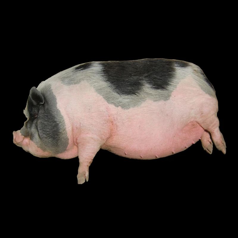 Bauernhof Schwein