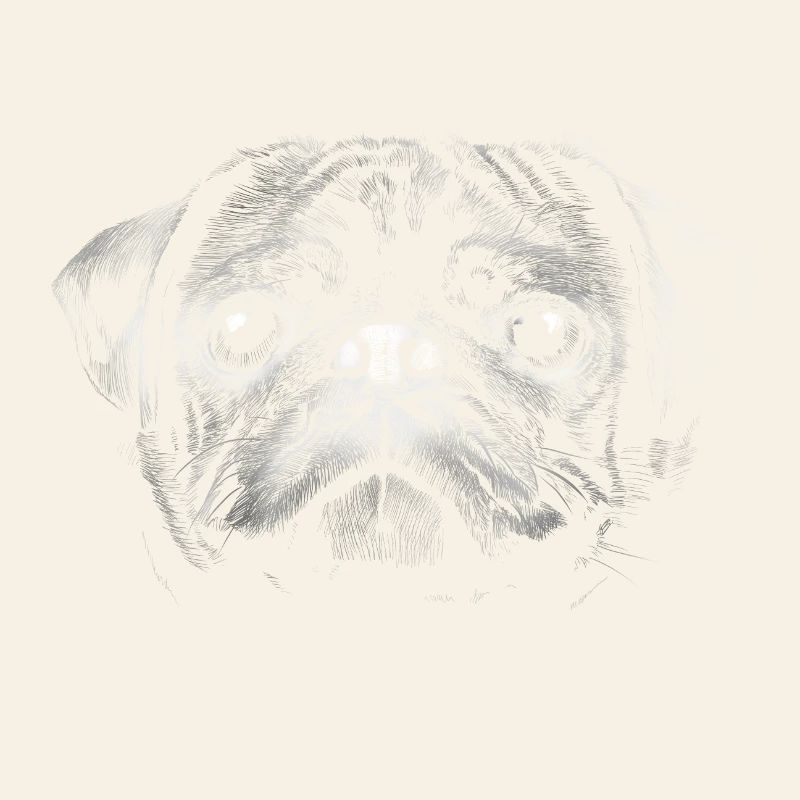 Pug