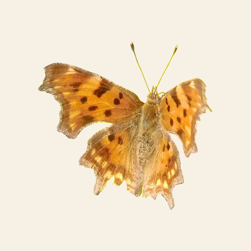 Papillon C-Moth