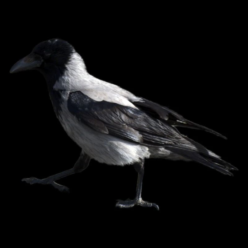 Ein kleiner Schritt durch eine Krähe