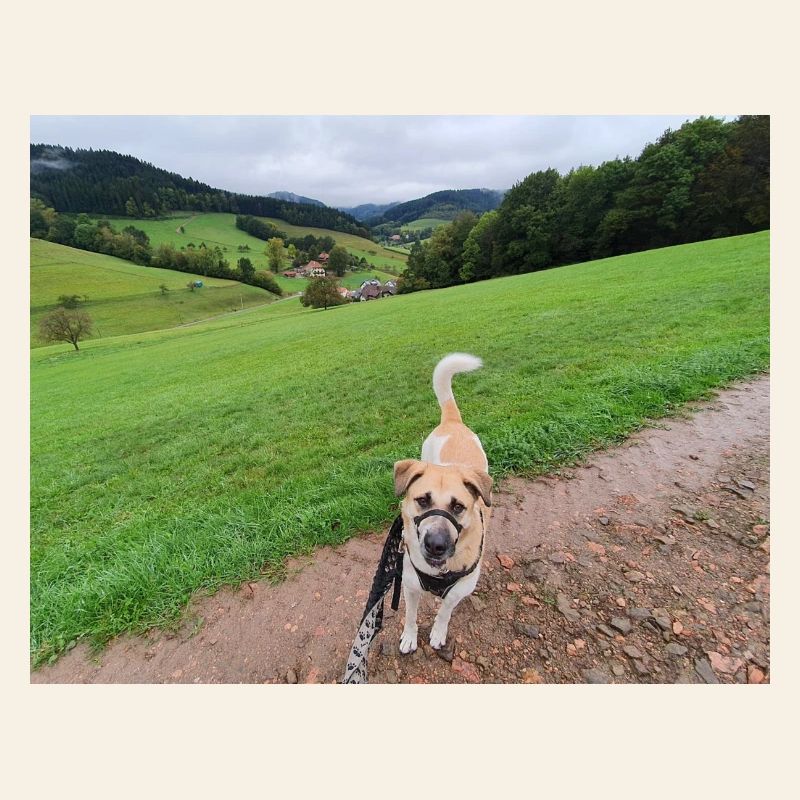 Awesome view with dog