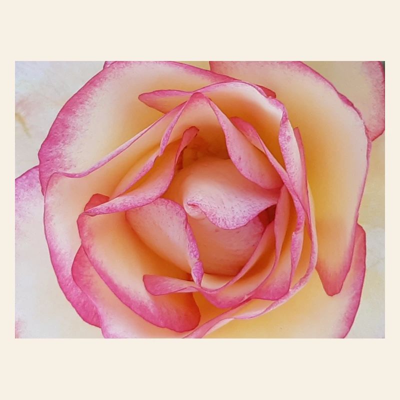 Fleur de rose rose pâle gros plan