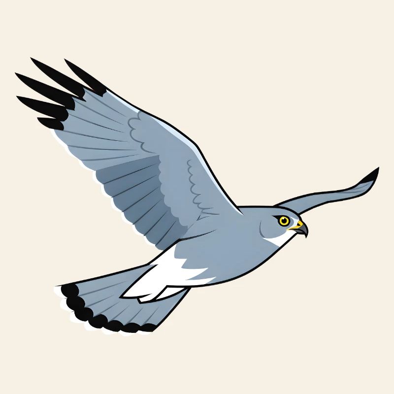 Kornweihe Circus Cyaneus Greifvogel
