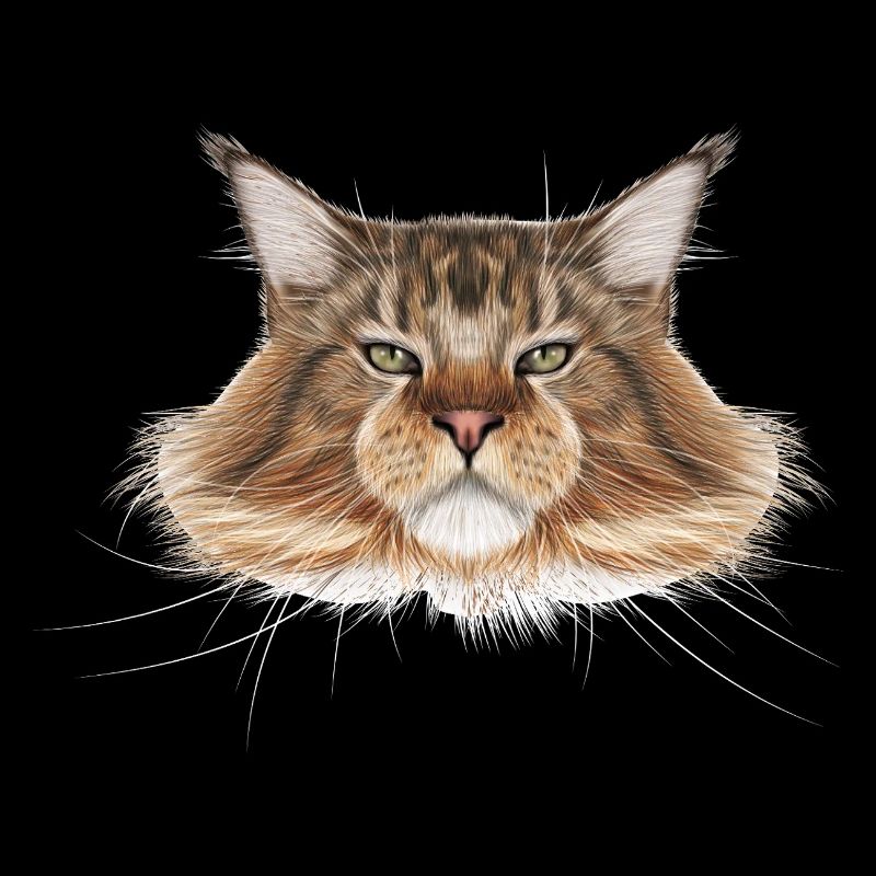 Maine-Coon-Katze 