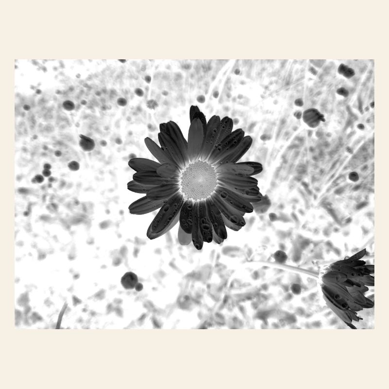 Cercle de fleurs monochrome