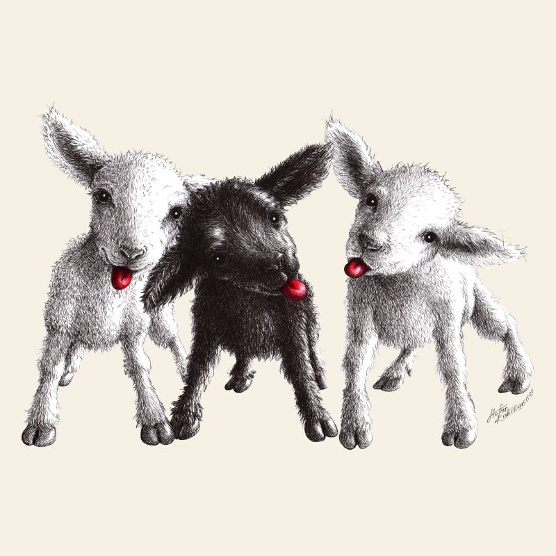 cheeky sheep