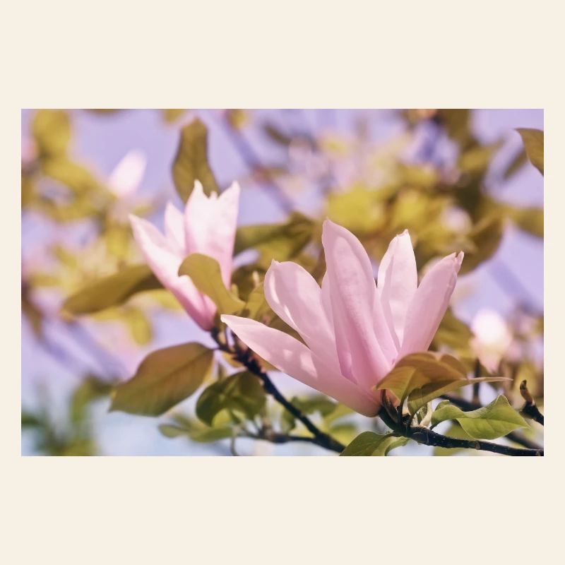 Brume de fleurs de magnolia rose