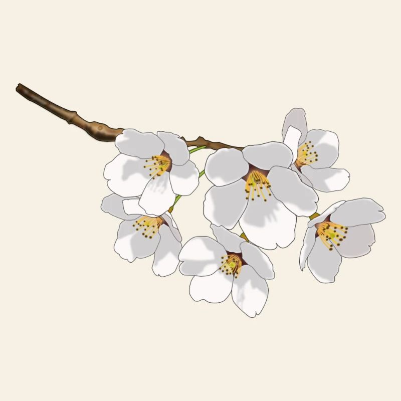 fleurs de cerisier blanc japonais