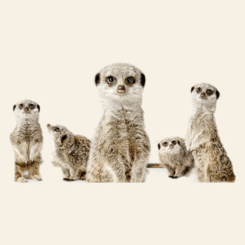 Erdmännchen