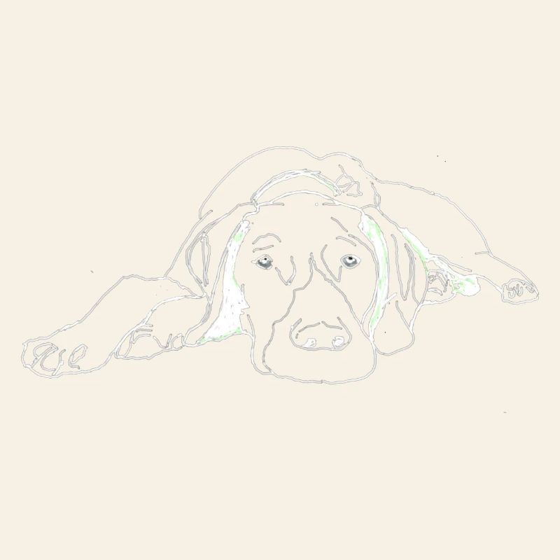 Pointer German Shorthair