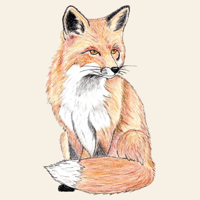 Kleiner Waldfuchs - ein sanfter Begleiter