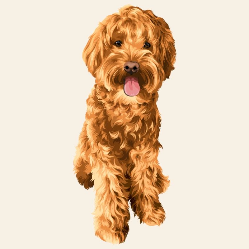 Goldendoodle Schnoodle