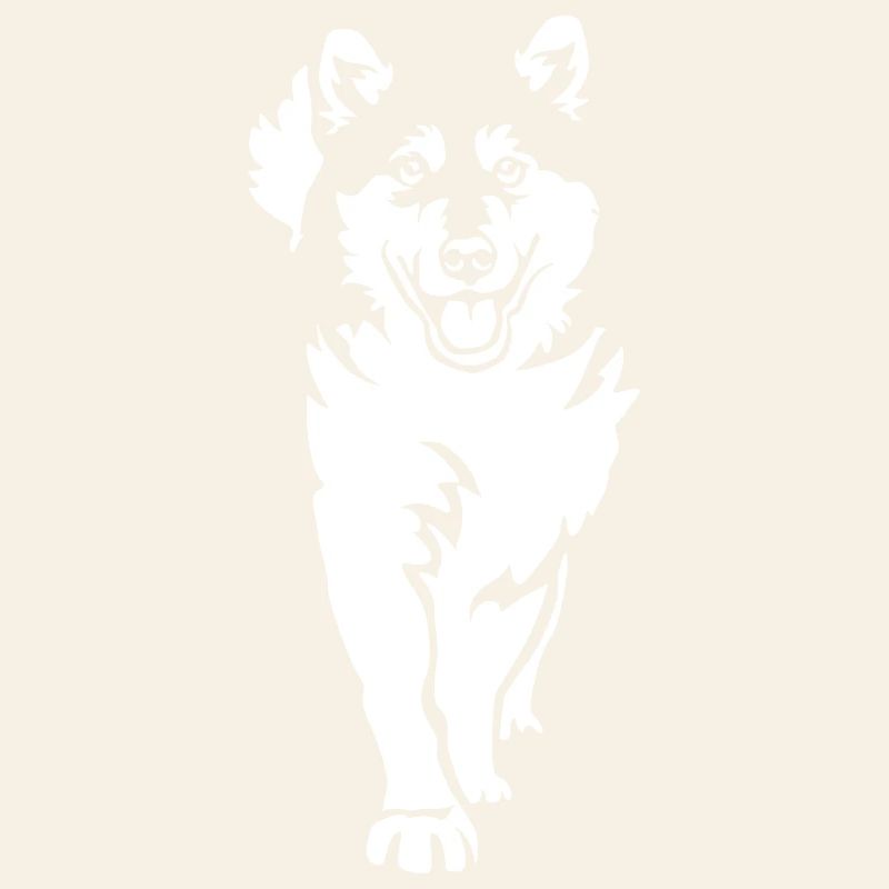 Malamute d’Alaska « Black Edition »