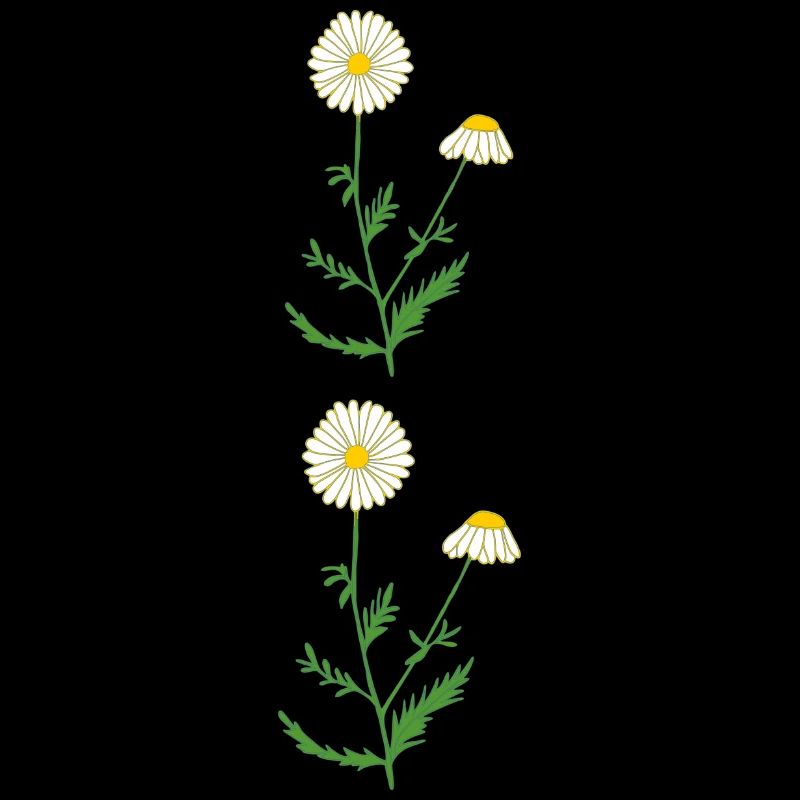 camomille