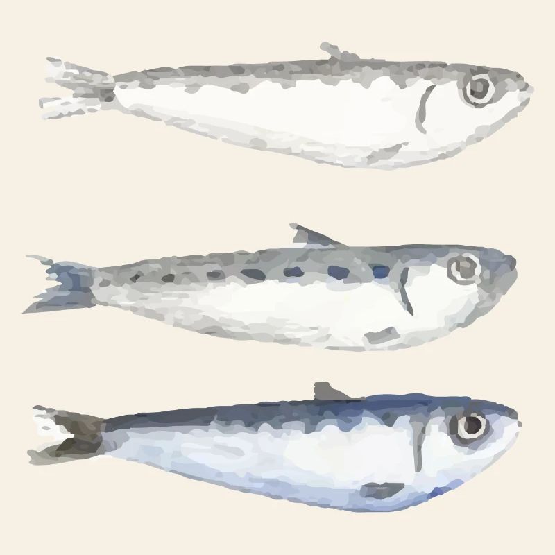 sardine