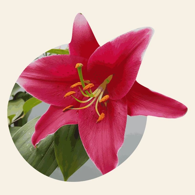 Lily2
