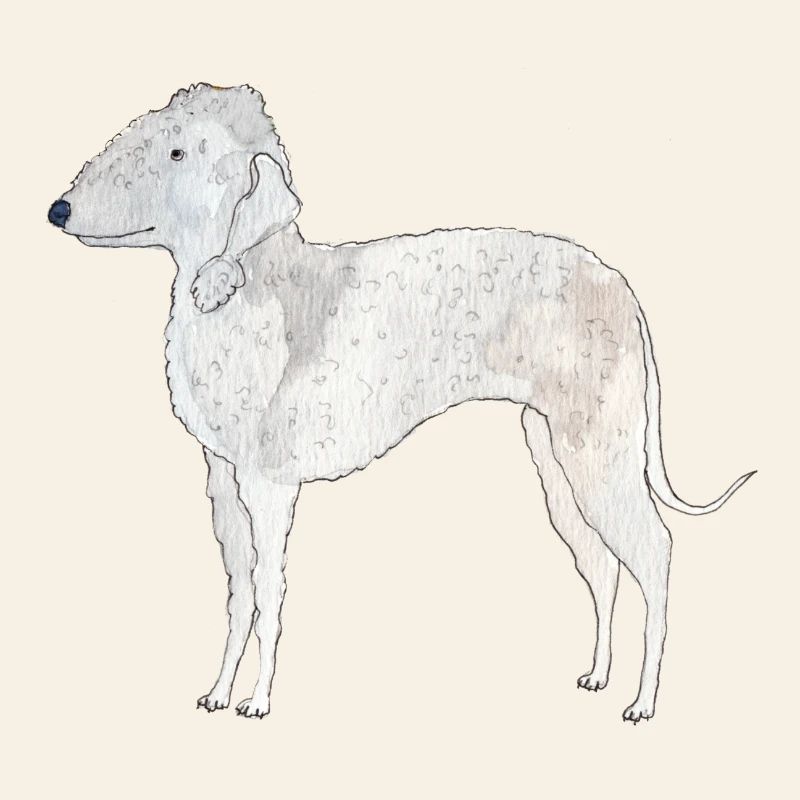 Bedlington Terrier
