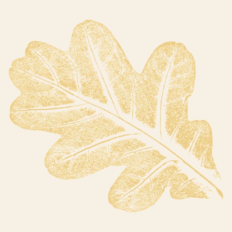 Leaf - Oak / Botany & Nature