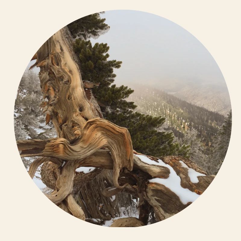 old gnarled tree on the Pacific Crest Trail