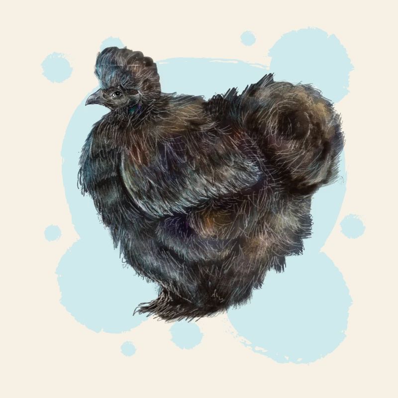 The black silky chicken