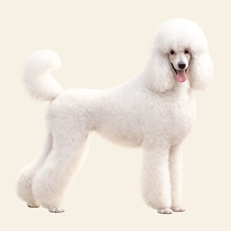 Poodle Large White