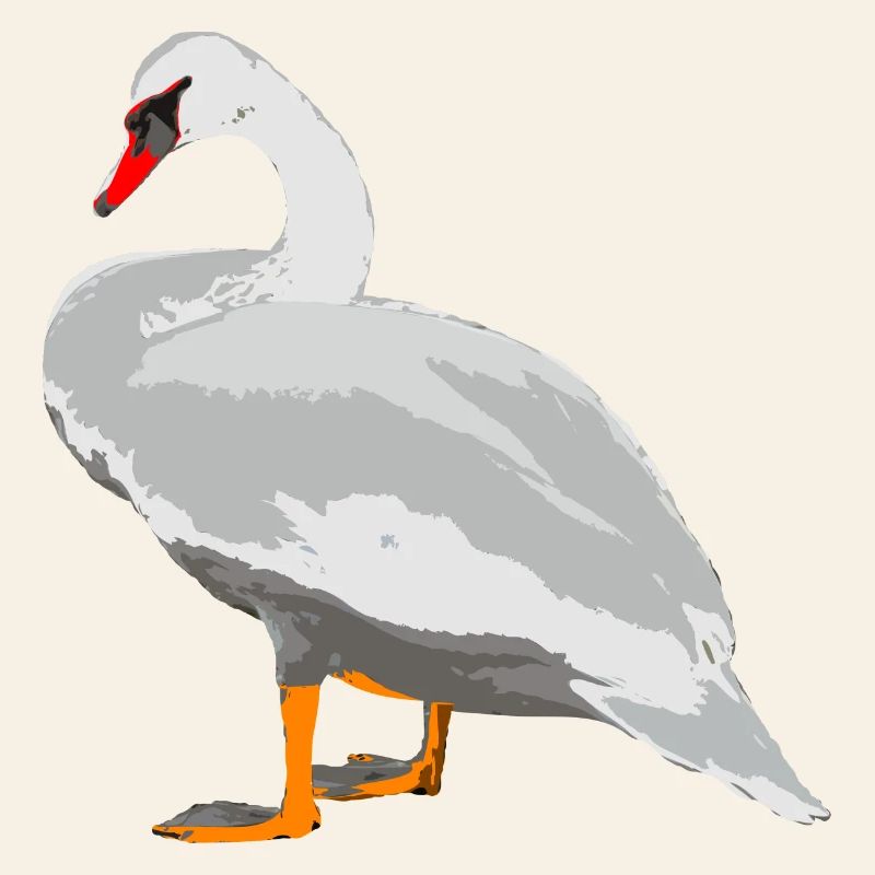 cygne