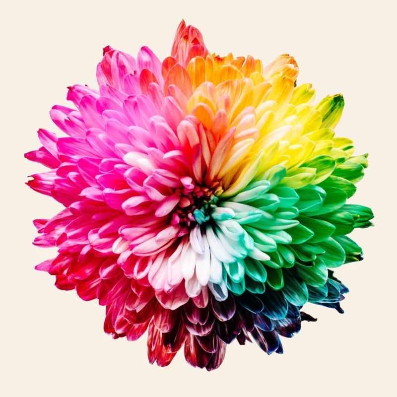 Chrysanthème Arc-en-ciel