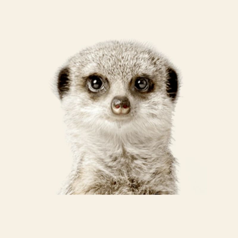 Erdmännchen