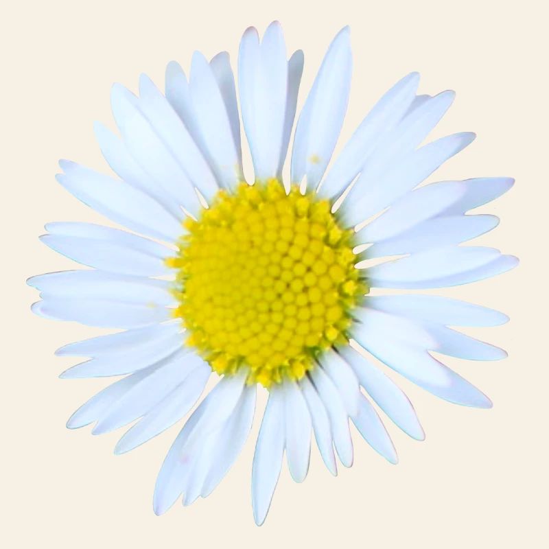 Daisy