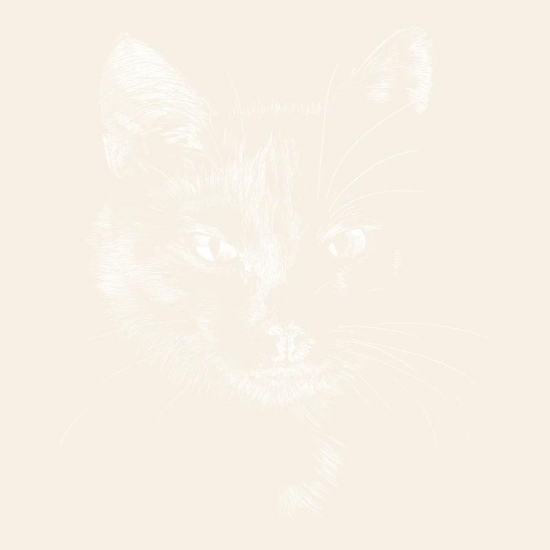 Chat noir